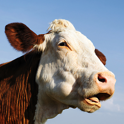 포토 JPG 해외이미지 캠페인 농업 사람없음 농장 농경지 우유 프랑스 시골 소 밭일 소가죽 해외202004 해외포토 유럽 산업 포유류 유제품 파일형식 이미지허브