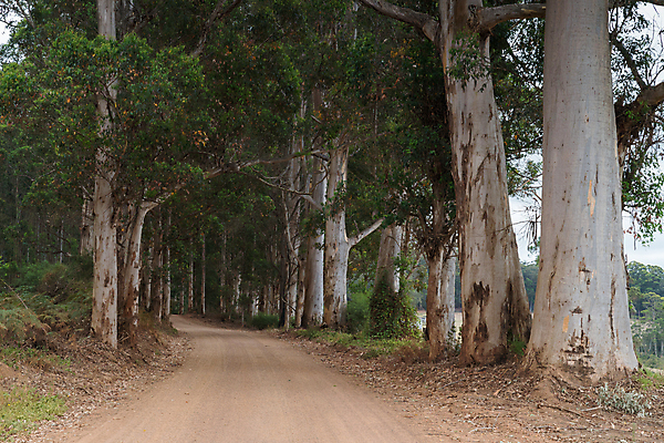 포토 JPG 해외이미지 나무 식물 도로 길 여행 자국 자연 휴가 파노라마 국립공원 풍경 사람없음 야외 관광지 환경 트래킹 하이킹 시골 황무지 호주 숲 생태계 서식지 내추럴 방법 흙길 해외202004 해외포토 공원 교통시설 레저 촬영기법 흙 오세아니아 파일형식 이미지허브