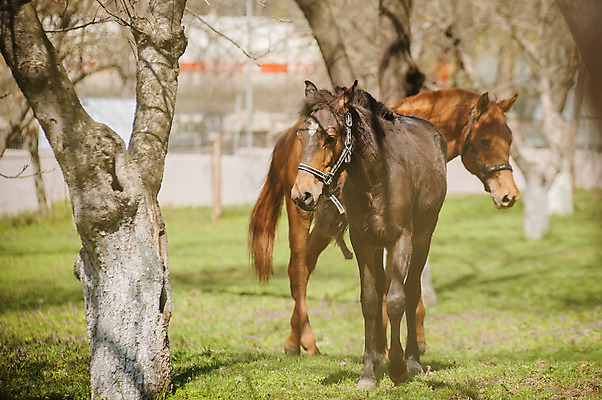 포토 JPG 해외이미지 동물 밭 포유류 자연 하늘 털 사람없음 야외 초록색 파란색 울타리 농장 갈색 농촌 땅 갈기 대가리 방목장 해외202004 해외포토 컬러 농업 담장 시골 생태계 파일형식 이미지허브
