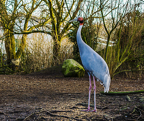 포토 JPG 해외이미지 동물 아시아 조류 동물원 동양인 사람없음 빨간색 파란색 머리 회색 흰색 호주 습지 큼 인도인 깃털 기중기 신분 목 멸종 이국적 목차 해외202004 해외포토 외국인 나라 컬러 인종 신체부위 중장비 오세아니아 크기 파일형식 이미지허브