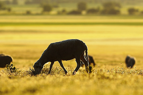 포토 JPG 해외이미지 동물 전통 백그라운드 밭 농업 포유류 자연 아침 날씨 풍경 사람없음 야외 초록색 여름 빛 컬러풀 햇빛 농장 농경지 평화 일출 환경 가축 일몰 새벽 안개 시골 양 군중 방목 땅 장면 양고기 내추럴 양모 밭일 뿌연 찰과상 해외202004 해외포토 주간 자연요소 계절 산업 컬러 컨셉 육류 사람 태양 노을 직물 축산업 상처 생태계 파일형식 이미지허브