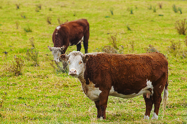 포토 JPG 해외이미지 동물 구름 1 얼굴 백그라운드 밭 농업 포유류 하늘 미소 사람없음 초록색 여름 파란색 농작물 농장 농경지 머리 걷기 맑음 검은색 소고기 흰색 시골 소 소프트포커스 방목 자르기 먹기 밀짚 바보 찰과상 카피스페이스 해외202004 해외포토 자연요소 계절 산업 컬러 모션 날씨 촬영기법 표정 육류 신체부위 공백 짚 축산업 상처 파일형식 이미지허브