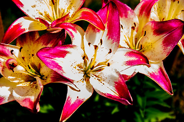 포토 JPG 해외이미지 식물 디자인 꽃잎 꽃 분홍색 꽃다발 백그라운드 잎 꽃무늬 자연 선물 미술 사람없음 장식 빨간색 여름 벚꽃 흰색 백합 내추럴 해외202004 해외포토 계절 컬러 무늬 문화예술 생태계 파일형식 이미지허브