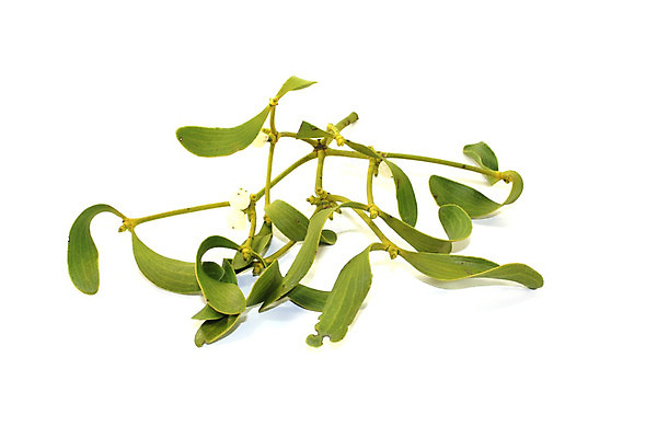 포토 JPG 해외이미지 식물 전통 열매 행복 크리스마스 겨울 키스 사람없음 초록색 희망 추위 나뭇가지 축하 축복 12월 기생충 미신 해외202004 해외포토 나무 계절 기념일 감정 컬러 컨셉 날짜 바이러스 애정표현 파일형식 이미지허브