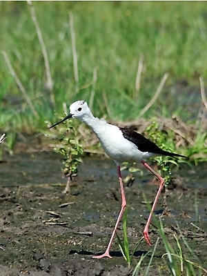 포토 JPG 해외이미지 동물 1 야생동물 날개 자연 조류 생물 사람 사람없음 야외 옆모습 물 반려동물 세계 환경 검은색 금지 구매 큼 길이 리빙 내추럴 착륙 해외202004 해외포토 자연요소 뷰포인트 컬러 쇼핑 크기 생태계 파일형식 이미지허브
