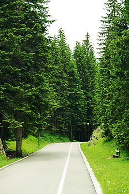 포토 JPG 해외이미지 나무 식물 구름 전통 계절 공원 유럽 도로 길 야생동물 여행 백그라운드 자연 하늘 아침 날씨 풍경 사람없음 야외 목재 초록색 여름 환경 봄 시골 소나무 황무지 숲 신비 웨이브 상록수 마법 전나무 내추럴 그린란드 몬테네그로 무료 방법 삼림지대 전국 가문비나무 해외202004 해외포토 주간 자연요소 동물 공공시설 나라 컬러 섬 컨셉 재료 교통시설 덴마크 생태계 파일형식 이미지허브