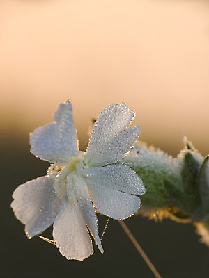 포토 JPG 해외이미지 꽃잎 꽃 줄기 자연 사람없음 초록색 흰색 해외202004 해외포토 식물 컬러 생태계 파일형식 이미지허브