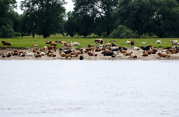 포토 JPG 해외이미지 나무 동물 모래 자연 휴식 풍경 사람없음 물 여름 강 농장 가축 가을 소 씻기 방목 호기심 방목장 밭일 해외202004 해외포토 자연요소 식물 계절 감정 컨셉 농업 포유류 청결 축산업 생태계 파일형식 이미지허브