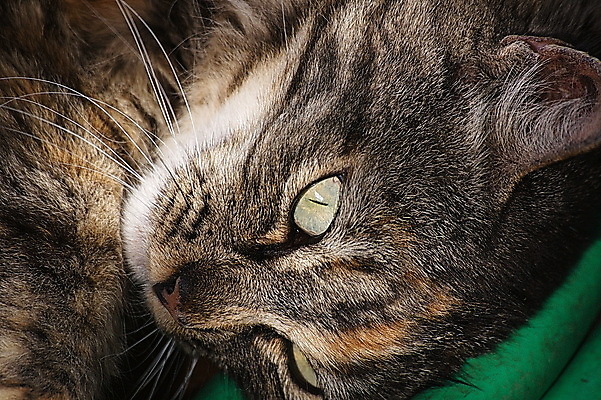 포토 JPG 해외이미지 동물 응시 포유류 수염 털 사람없음 반려동물 갈색 고양이 모피 유래 해외202004 해외포토 시선 컬러 파일형식 이미지허브