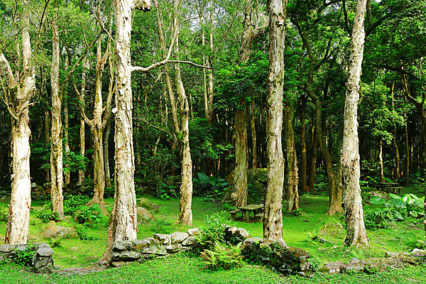 포토 JPG 해외이미지 나무 계절 공원 백그라운드 잎 자연 벽지 풍경 사람없음 야외 초록색 여름 빛 햇빛 태양 평화 환경 맑음 봄 꿈 안개 광선 시골 숲 신비 열대우림 신화 내추럴 해외202004 해외포토 자연요소 식물 공공시설 컬러 컨셉 날씨 생태계 파일형식 이미지허브
