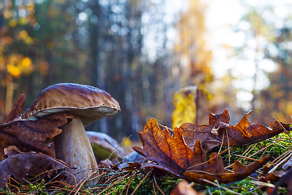 포토 JPG 해외이미지 식물 1 계절 음식 낙엽 잎 다이어트 채소 재료 자연 아침 건강 이끼 사람없음 목재 초록색 갈색 환경 식사 버섯 성장 가을 흰색 신선 숲 큼 수집 유기농 날것 내추럴 곰팡이 그물버섯 식용 채식주의자 캡모자 비건 해외202004 해외포토 주간 나무 모자_잡화 웰빙 컬러 크기 생태계 채식 파일형식 이미지허브