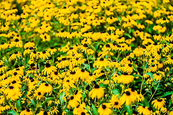 포토 JPG 해외이미지 식물 계절 꽃잎 꽃 꽃다발 백그라운드 꽃무늬 밭 자연 풍경 사람없음 야외 초록색 여름 농장 노란색 정원 검은색 봄 성장 벚꽃 시골 신선 허브 원예 데이지 부드러움 내추럴 해외202004 해외포토 컬러 무늬 농업 취미 감각 생태계 파일형식 이미지허브