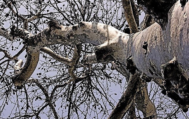 포토 JPG 해외이미지 나무 일러스트 자연 수채화 사람없음 힘 페인트 나뭇가지 결심 그림 해외202004 해외포토 식물 컨셉 생태계 파일형식 이미지허브