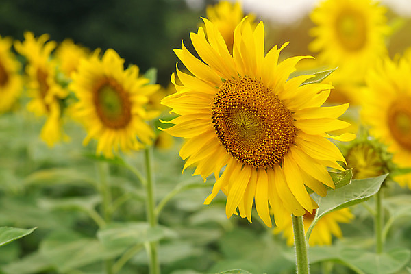 포토 JPG 해외이미지 식물 꽃잎 꽃 문화 백그라운드 꽃무늬 밭 농업 오렌지 자연 해바라기 씨앗 풍경 사람없음 야외 초록색 여름 컬러풀 햇빛 태양 노란색 정원 맑음 황혼 일몰 봄 활발 성장 벚꽃 시골 원형 개화 유기농 꽃가루 내추럴 밭일 해외202004 해외포토 자연요소 도형 웰빙 계절 산업 컬러 컨셉 무늬 과일 날씨 노을 가루 생태계 파일형식 이미지허브