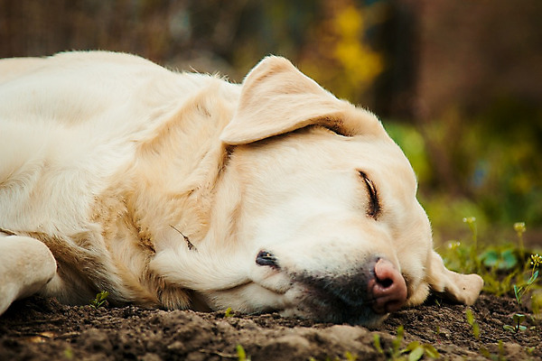 포토 JPG 해외이미지 동물 백그라운드 털 피곤 사람없음 야외 초록색 여름 반려동물 농장 머리 정원 흰색 잠 황금 개 리트리버 달콤 강아지 모피 래브라도리트리버 송곳니 거짓말 해외202004 해외포토 계절 컬러 컨셉 농업 포유류 신체부위 맛 치아 파일형식 이미지허브