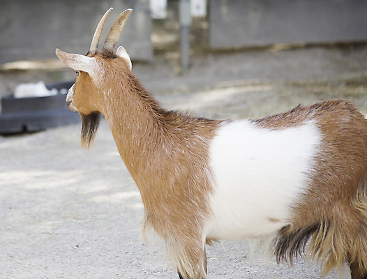 포토 JPG 해외이미지 동물 척추동물 행복 백그라운드 밭 농업 포유류 자연 염소 뿔 건강 서기 풍경 사람없음 야외 여름 반려동물 농장 농경지 갈색 가축 다양 가을 흰색 시골 유머 땅 즐거움 호기심 코 노려봄 찰과상 목가 해외202004 해외포토 계절 감정 산업 컬러 다수 컨셉 모션 표정 신체부위 상처 생태계 파일형식 이미지허브