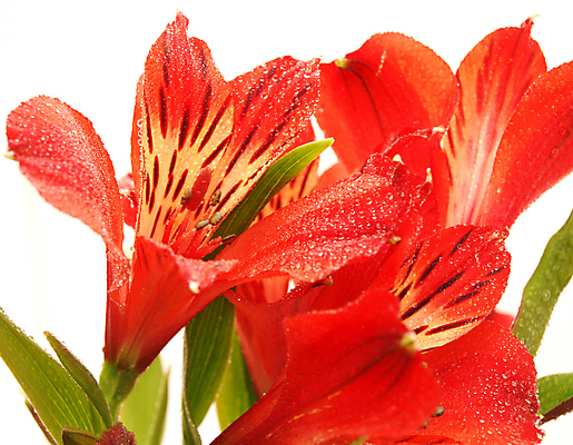 포토 JPG 해외이미지 식물 꽃잎 꽃 백그라운드 꽃무늬 오렌지 자연 사람없음 봄 벚꽃 흰색 신선 백합 꽃집 페루 해외202004 해외포토 계절 컬러 무늬 과일 상점 남아메리카 생태계 파일형식 이미지허브