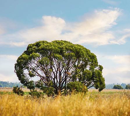 포토 JPG 해외이미지 나무 식물 계절 줄기 백그라운드 낙엽 패턴 밭 농업 자연 하늘 날씨 파노라마 풍경 잔디 사람없음 야외 여름 햇빛 우주 환경 침묵 자유 시골 고독 땅 싱글 심플 장면 수평선 해외202004 해외포토 감정 산업 컨셉 잎 무늬 촬영기법 태양 소리 생태계 파일형식 이미지허브