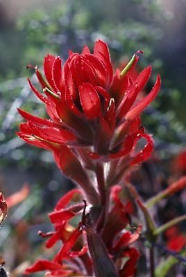 포토 JPG 해외이미지 식물 꽃 밭 자연 사람없음 미국 와이오밍 해외202004 해외포토 북아메리카 농업 생태계 파일형식 이미지허브