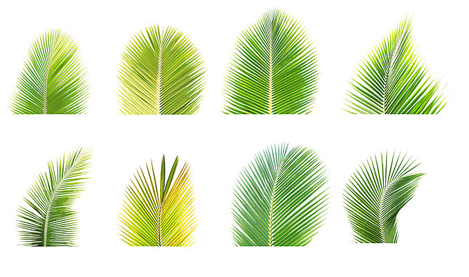 포토 JPG 해외이미지 나무 식물 줄기 백그라운드 잎 패턴 곡선 자연 손바닥 사람없음 초록색 성장 흰색 나뭇가지 숲 코코넛 고립 해외202004 해외포토 손 선 컬러 무늬 과일 생태계 파일형식 이미지허브