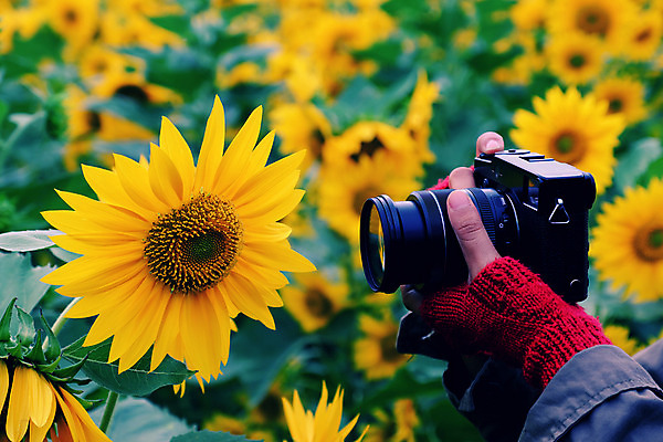 포토 JPG 해외이미지 식물 손 꽃 아시아 여행 백그라운드 잎 꽃무늬 밭 봄꽃 자연 추상 해바라기 동양인 사람없음 초록색 태양 농장 노란색 카메라 정원 놀람 봄 활발 벚꽃 시골 사진사 만족 베트남 내추럴 해외202004 해외포토 자연요소 계절 감정 나라 컬러 컨셉 무늬 농업 표정 인종 신체부위 전자제품 동남아시아 작가 생태계 파일형식 이미지허브