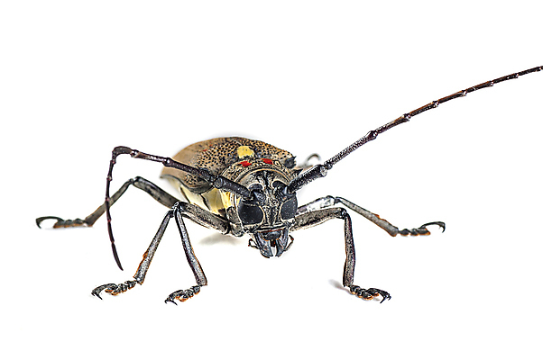 포토 JPG 해외이미지 나무 동물 남자 야생동물 곤충 백그라운드 잎 날개 자연 뿔 안테나 사람없음 목재 갈색 노란색 흰색 닫기 벌레 위험 큼 지중해 딱정벌레 묘사 싸움 망고 펜치 거인 토막 고립 동물상 몬스터 이스라엘 집게발 해외202004 해외포토 식물 바다 컬러 컨셉 재료 통신 모션 사람 조형물 공구 크기 열대과일 생태계 서아시아 파일형식 이미지허브