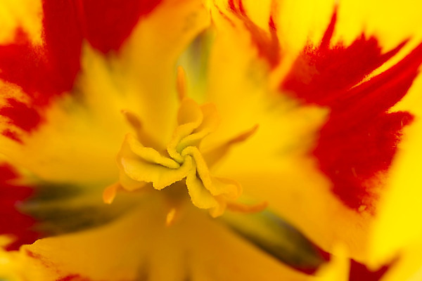 포토 JPG 해외이미지 식물 계절 꽃잎 꽃 백그라운드 꽃무늬 자연 추상 연꽃 사람없음 장식 빨간색 초록색 물 여름 파란색 컬러풀 노란색 정원 보라색 봄 활발 벚꽃 흰색 신선 개화 닫기 백합 묘사 싱글 내추럴 고립 꽃수술 해외202004 해외포토 자연요소 컬러 컨셉 무늬 모션 생태계 파일형식 이미지허브