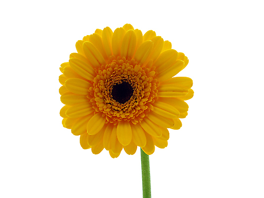 포토 JPG 해외이미지 식물 꽃 줄기 백그라운드 오렌지 발렌타인데이 선물 사람없음 초록색 컬러풀 노란색 봄 벚꽃 흰색 신선 개화 닫기 큼 묘사 원예 데이지 꽃가루 거베라 고립 넘어짐 해외202004 해외포토 계절 컬러 과일 모션 데이이벤트 취미 크기 가루 파일형식 이미지허브