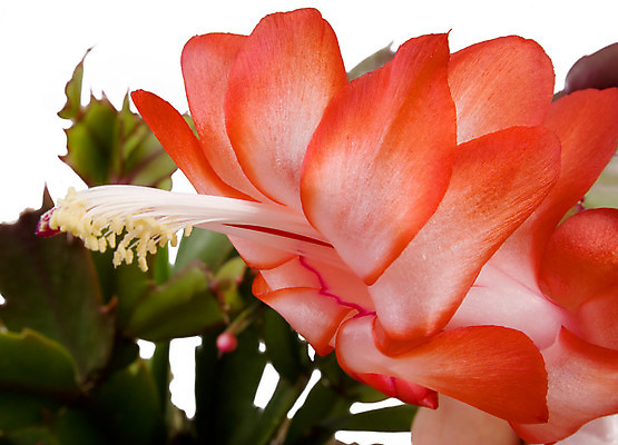 포토 JPG 해외이미지 식물 꽃 문화 줄기 백그라운드 컨셉 잎 꽃무늬 농업 자연 새로움 아이디어 취미 사람없음 빨간색 세로 초록색 노란색 환경 정원 보라색 어둠 봄 성장 벚꽃 흰색 신선 보호 냄비 작음 땅 허브 시작 싱글 원예 진행 개발 고립 모종 묘목 심기 세련 해외202004 해외포토 나무 계절 산업 컬러 무늬 모션 솥 크기 생태계 파일형식 이미지허브