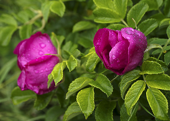 포토 JPG 해외이미지 계절 꽃 분홍색 잎 사람없음 초록색 물 여름 장미 정원 봄 벚꽃 나뭇가지 신선 개화 허브 해외202004 해외포토 자연요소 나무 식물 컬러 파일형식 이미지허브