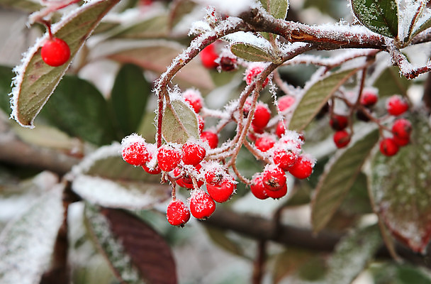 포토 JPG 해외이미지 식물 계절 열매 유럽 잎 겨울 과일 자연 날씨 사람없음 야외 빨간색 냉동 얼음 이탈리아 추위 덮개 백발 흰색 나뭇가지 시원함 크리스탈 서리 온도 산기슭 내추럴 반투명 피에몬테 눈내림 해외202004 해외포토 자연요소 나무 헤어스타일 나라 컬러 산 눈_날씨 뚜껑 광석 생태계 파일형식 이미지허브
