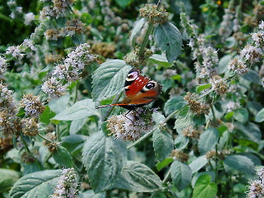 포토 JPG 해외이미지 꽃 나비 곤충 잎 꽃무늬 농업 오렌지 자연 따뜻함 사람없음 초록색 빛 태양 노란색 평화 맑음 봄 자유 닫기 버터 해외202004 해외포토 자연요소 식물 동물 계절 산업 컬러 컨셉 무늬 과일 모션 날씨 생태계 파일형식 이미지허브