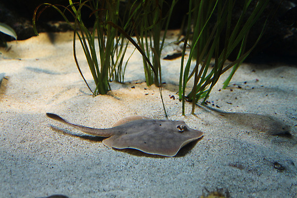 포토 JPG 해외이미지 어류 사람없음 수중 수족관 해외202004 해외포토 수중동물 파일형식 이미지허브