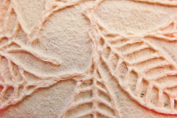 포토 JPG 해외이미지 식물 손 디자인 종이 줄기 백그라운드 잎 텍스트 자연 벽지 표면 추상 문구용품 미술 사람없음 장식 갈색 쪽지 수확 골동품 나뭇가지 신용카드 묘사 질감 복고 나무껍질 섬유 층 시트 내추럴 구김 옛날 핸드메이드 해외202004 해외포토 나무 컬러 무늬 농업 모션 문화예술 신체부위 금융 껍질 직물 오브젝트 생태계 파일형식 이미지허브