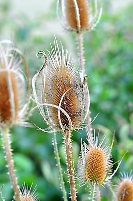 포토 JPG 해외이미지 식물 꽃 사람없음 초록색 갈색 정원 회색 가시 엉겅퀴 해외202004 해외포토 컬러 파일형식 이미지허브