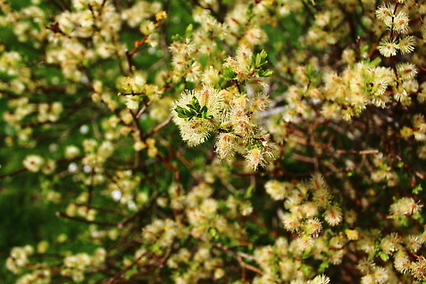 포토 JPG 해외이미지 식물 꽃 자연 사람없음 정원 봄 벚꽃 버드나무 내추럴 해외202004 해외포토 나무 계절 생태계 파일형식 이미지허브