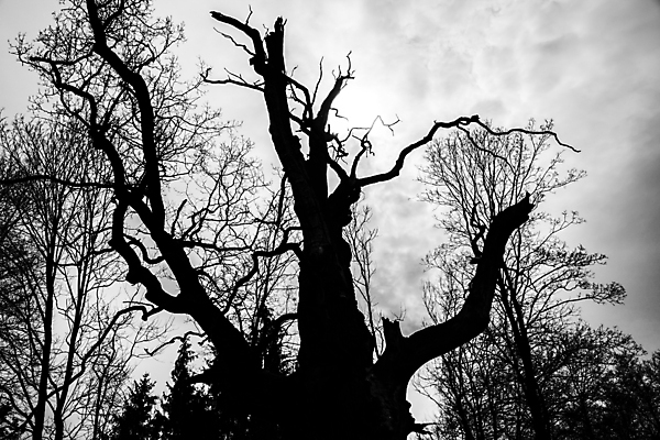 포토 JPG 해외이미지 모양 나무 식물 계절 실루엣 백그라운드 겨울 자연 흑백 사람없음 목재 빛 나뭇가지 윤곽 해외202004 해외포토 재료 촬영기법 생태계 파일형식 이미지허브