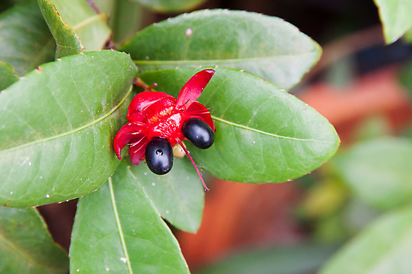 포토 JPG 해외이미지 나무 식물 꽃잎 꽃 줄기 잎 자연 사람없음 장식 빨간색 벚꽃 나뭇가지 신선 우아함 화단 열대기후 해외202004 해외포토 컬러 컨셉 생태계 파일형식 이미지허브