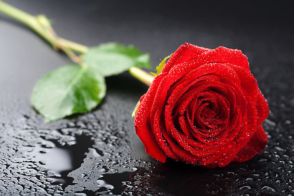 포토 JPG 해외이미지 식물 계절 꽃잎 꽃 잎 자연 기념 발렌타인데이 선물 사랑 이벤트 사람없음 빨간색 물 컬러풀 장미 환경 정원 검은색 봄 활발 젖음 벚꽃 물방울 축하 신선 생일 액체 떨어짐 이슬 수분 순수 부드러움 해외202004 해외포토 자연요소 기념일 감정 컬러 컨셉 데이이벤트 감각 생태계 파일형식 이미지허브