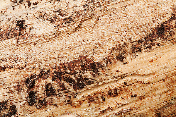 포토 JPG 해외이미지 나무 식물 백그라운드 패턴 자연 사람없음 야외 목재 갈색 검은색 닫기 숲 질감 나무껍질 내추럴 수목 해외202004 해외포토 컬러 무늬 재료 모션 껍질 생태계 파일형식 이미지허브