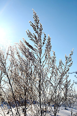 포토 JPG 해외이미지 나무 식물 계절 줄기 백그라운드 겨울 자연 하늘 기술 사람없음 야외 장식 햇빛 태양 냉동 얼음 침묵 추위 물방울 나뭇가지 죽음 눈송이 크리스탈 서리 심플 온도 솜털 길이 고립 복잡 가문비나무 전경 해외202004 해외포토 자연요소 컨셉 눈_날씨 풍경 소리 광석 생태계 파일형식 탑뷰 이미지허브