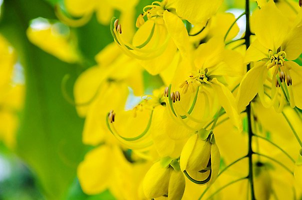 포토 JPG 해외이미지 나무 식물 꽃잎 꽃 잎 꽃무늬 태국 자연 매달리기 사람없음 초록색 노란색 새싹 벚꽃 나뭇가지 개화 황금 닫기 묘사 꽃가루 내추럴 강렬 전국 해외202004 해외포토 아시아 컬러 무늬 모션 가루 생태계 파일형식 이미지허브