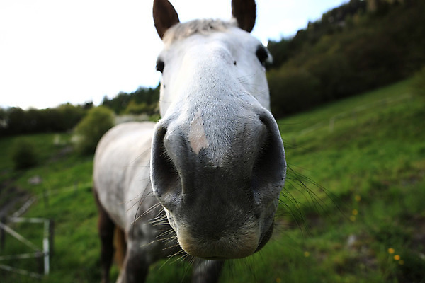 포토 JPG 해외이미지 동물 밭 사람없음 초록색 농장 머리 목장 회색 흰색 시골 닫기 먹기 묘사 코 귀 내추럴 방목장 밭일 해외202004 해외포토 컬러 농업 모션 신체부위 파일형식 이미지허브