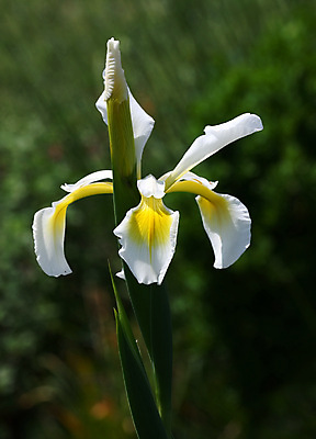 포토 JPG 해외이미지 식물 꽃잎 꽃 자연 하늘 사람없음 야외 초록색 파란색 노란색 정원 벚꽃 흰색 붓꽃 해외202004 해외포토 컬러 생태계 파일형식 이미지허브
