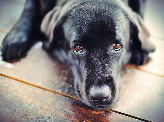 포토 JPG 해외이미지 동물 응시 얼굴 백그라운드 포유류 사랑 성인 사람없음 목재 친구 반려동물 머리 검은색 침묵 우정 젖음 표현 기다림 개 리트리버 강아지 래브라도리트리버 집중 귀 송곳니 거짓말 기르기 유래 총구 해외202004 해외포토 나무 시선 감정 컬러 컨셉 재료 관계 모션 사람 신체부위 소리 치아 돌봄 파일형식 이미지허브