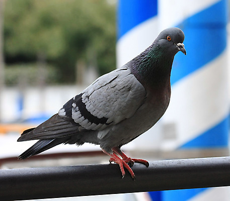 포토 JPG 해외이미지 여행 날개 조류 휴가 서기 사람없음 이탈리아 회색 기다림 달콤 비둘기 베네치아 내추럴 무료 해외202004 해외포토 동물 유럽 컬러 모션 맛 파일형식 이미지허브