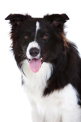 포토 JPG 해외이미지 동물 1 백그라운드 포유류 친절 털 경비 사람없음 반려동물 검은색 흰색 양치기 개 치아 혀 송곳니 고립 기르기 동반자 복종 유래 해외202004 해외포토 직업 컬러 안전 입 소화기관 보호 돌봄 파일형식 이미지허브