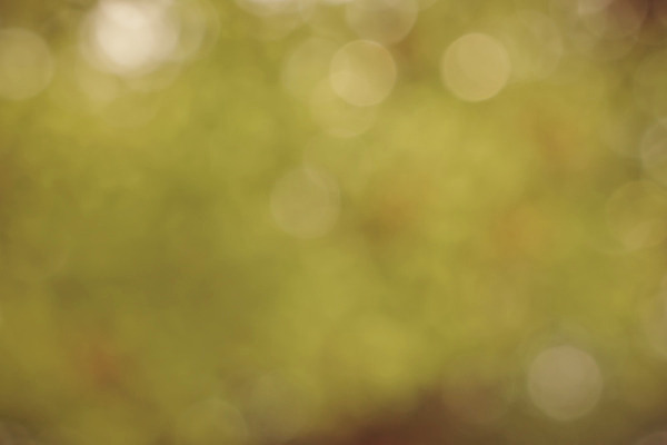 포토 JPG 해외이미지 식물 디자인 계절 백그라운드 잎 크리스마스 패턴 자연 하늘 추상 사람없음 빨간색 초록색 빛 컬러풀 햇빛 환경 맑음 봄 활발 소프트포커스 숲 질감 보케 부드러움 내추럴 광 블러 생태학 효과 해외202004 해외포토 교육 기념일 컬러 컨셉 무늬 날씨 촬영기법 태양 감각 생태계 파일형식 이미지허브