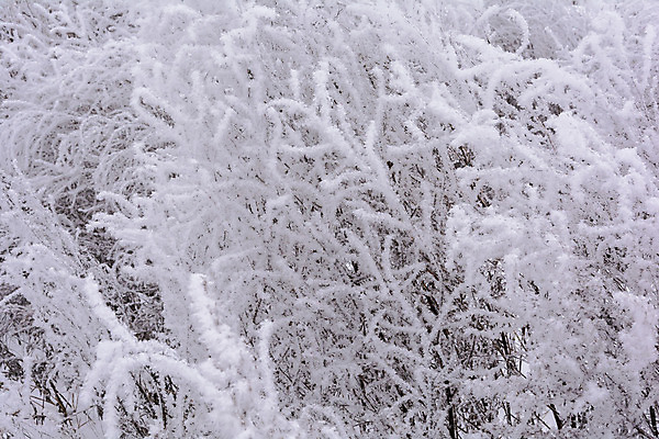 포토 JPG 해외이미지 나무 식물 구름 디자인 계절 공원 벽 여행 백그라운드 크리스마스 겨울 밭 자연 벽지 하늘 표면 날씨 풍경 사람없음 야외 빛 환경 냉동 얼음 검은색 추위 흰색 나뭇가지 숲 서리 장면 층 내추럴 해외202004 해외포토 자연요소 공공시설 기념일 컬러 농업 생태계 파일형식 이미지허브