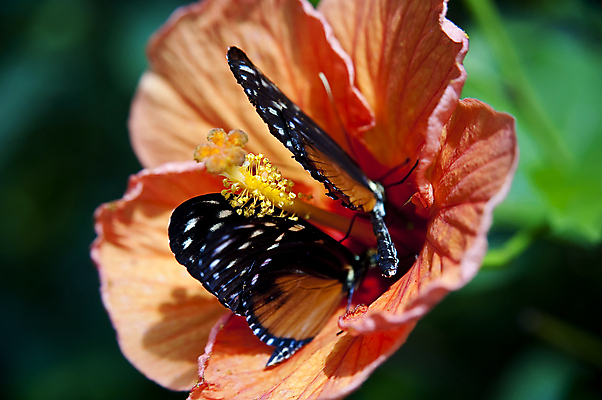 포토 JPG 해외이미지 모양 동물 건축물 나비 곤충 날개 저울 종류 사람없음 컬러풀 작음 묘사 유기농 눈금 생물학 해외202004 해외포토 웰빙 교육 건축 컬러 크기 파일형식 이미지허브